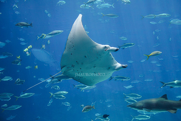 GA Aquarium-6