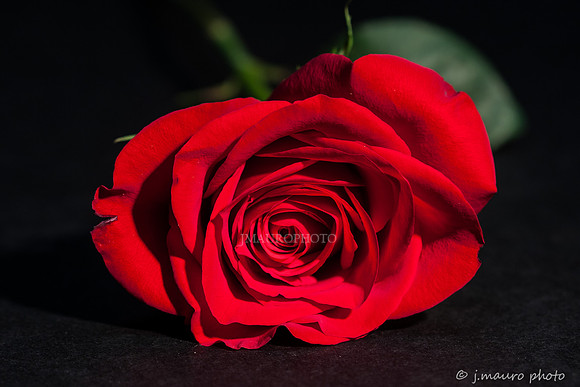 Red Rose