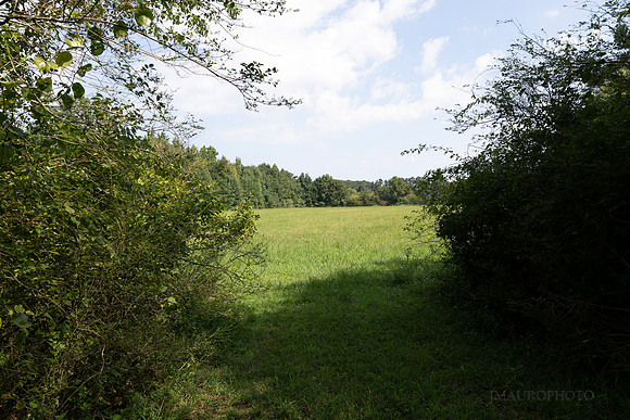 538 Spring Place Rd-52