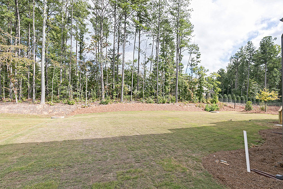 Back Yard-1