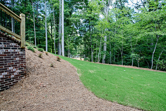 Back Yard-1