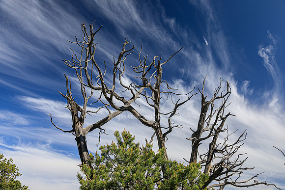 Deadwood