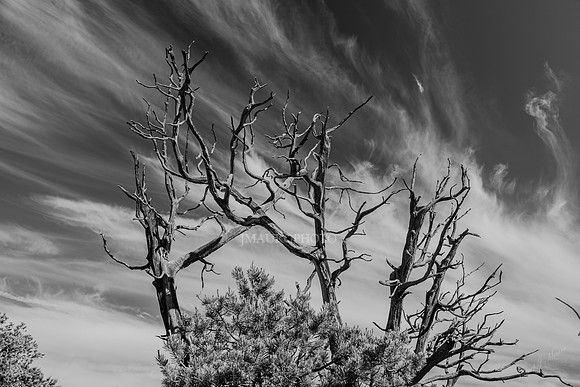 Deadwood_BW