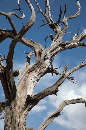Lonely Tree