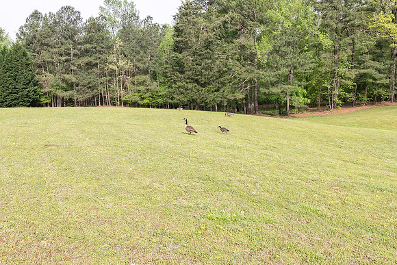 Back Yard-9