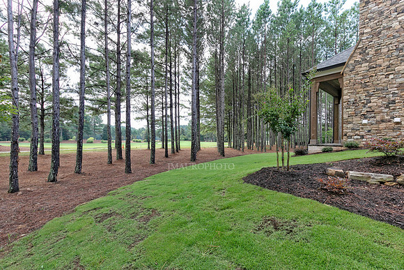 Back Yard-1