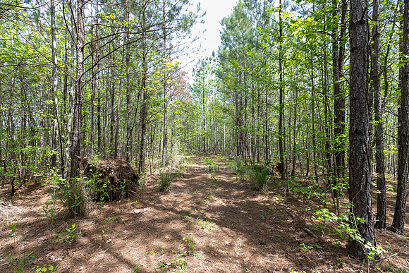 Seven Hills-4