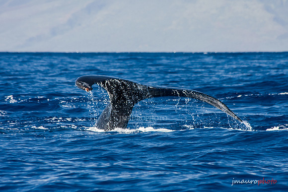 A Whale of a Tail