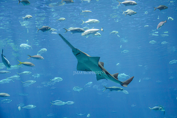 GA Aquarium-5