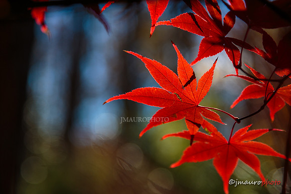 Red Maple Leaf
