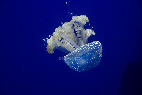 GA Aquarium-10