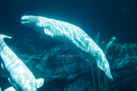 GA Aquarium-3