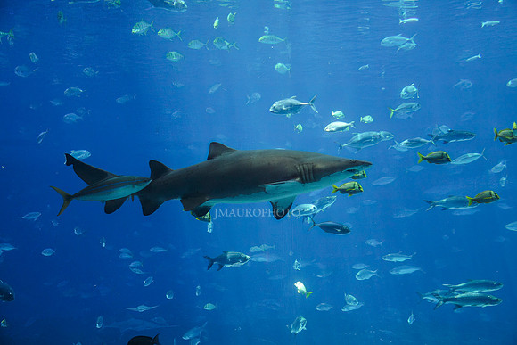 GA Aquarium-8