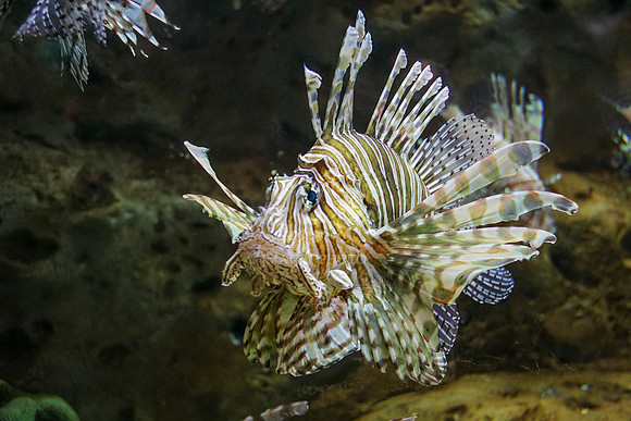 GA Aquarium-2