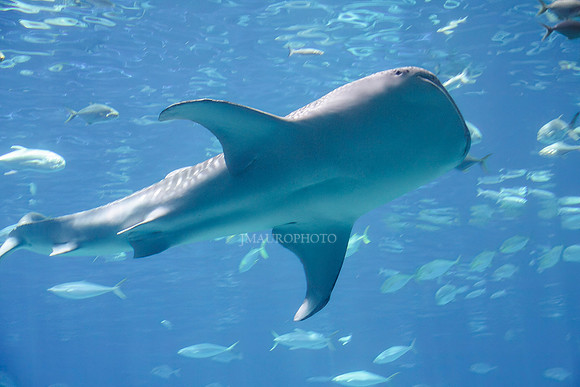 GA Aquarium-4