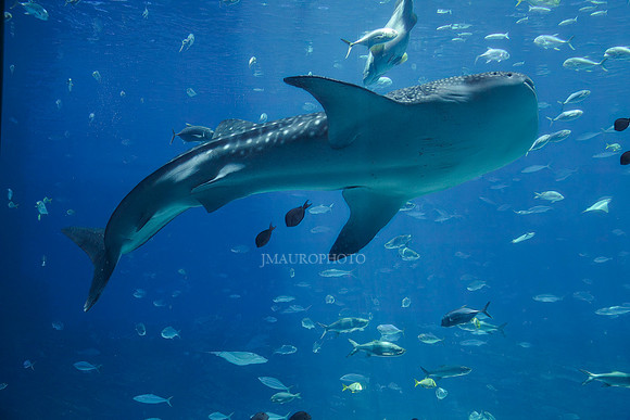 GA Aquarium-9