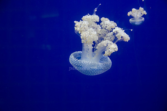 GA Aquarium-11