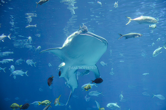 GA Aquarium-7