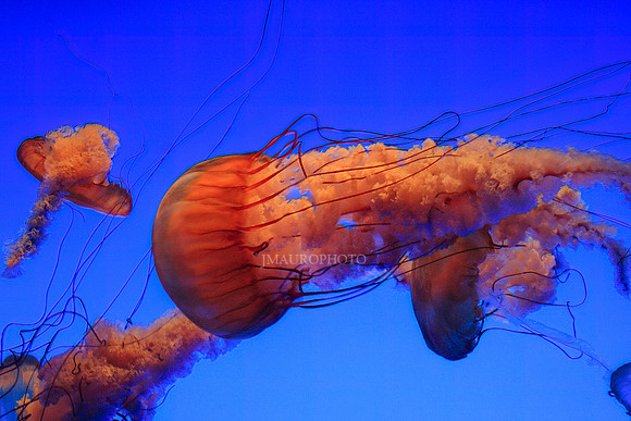 GA Aquarium-1